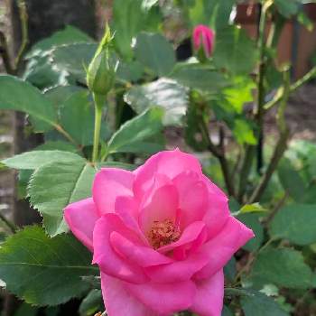 名無しの薔薇☆の画像 by ちきさん | 小さな庭とピンクのミニバラと可愛い〜♡と名無しの薔薇☆と花のある暮らしと華やぐ空間