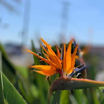 海の見える病室の投稿画像一覧 Greensnap グリーンスナップ