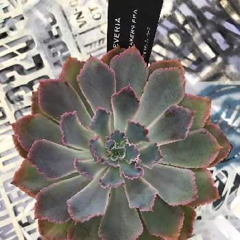 ガーデンガーデン豊橋の投稿画像一覧 Greensnap グリーンスナップ