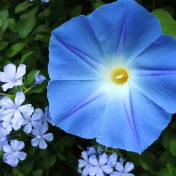 アサガオ☆の画像 by BLANKAさん | お出かけ先とアサガオ☆と鮮やかなとお散歩道と青い花と花のある暮らし