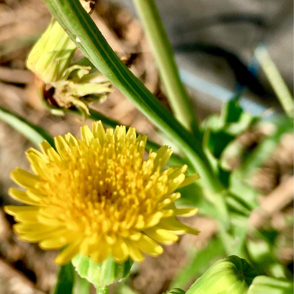 いのちのおはなしの投稿画像 By ヒーちゃんさん 結婚と妻のトリセツとｎｈｋと貯まると町田市と散歩と花言葉と多肉女子とタンポポの花 とサラリーマン川柳と食べ放題ときいろいはなと花のある暮らしと旭日と家庭菜園奮闘日記と日野原先生とランチ 19月9月19日