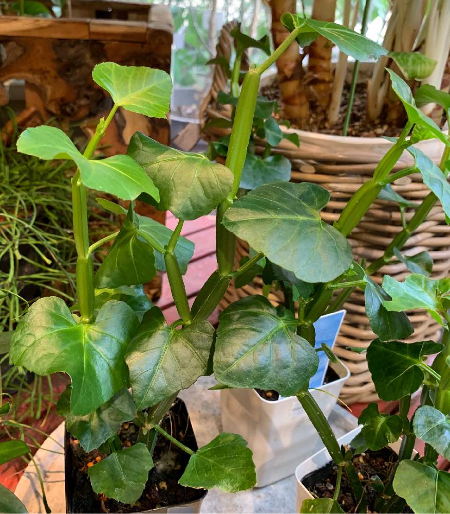 シッサス クアドラングラリス 碧水閣の投稿画像 By Mikakoෆ さん お出かけ先とグリーンギャラリーガーデンズとたまプラーザスクエアとグリーンギャラリーガーデンズとたまプラーザスクエア 19月9月19日 Greensnap グリーンスナップ Greensnap グリーン