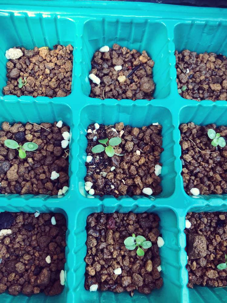 がんばれ がんばれ の投稿画像 By ミカさん ビオラ パンジーと虹色スミレ と種まきと種まきから育てると赤ちゃんと成長記録 19月9月19日 Greensnap グリーンスナップ