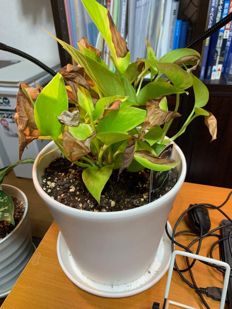 ポトスライム観察日記 Greensnap グリーンスナップ