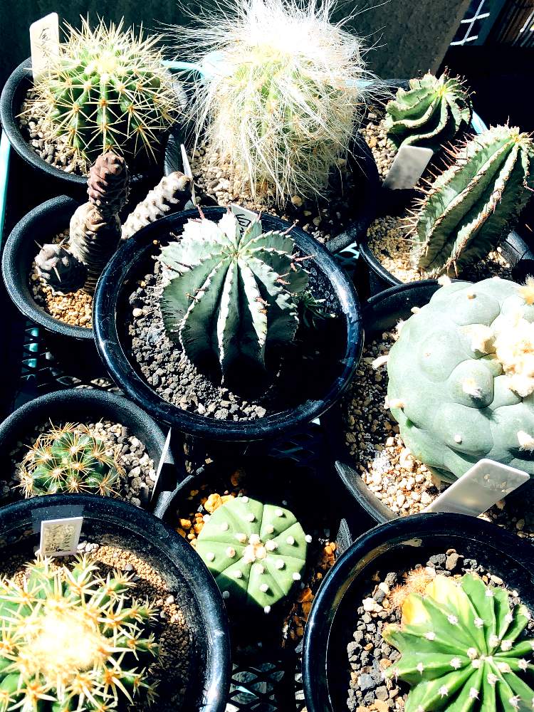 癒やされるの投稿画像 By かめサボってんさん ルリ 兜と強くたくましくとオレオケレウス属と五色 大統領と美しく成長中とユーホルビア ホリダとサボテン 大好きとサボテン ライオン錦とユーホルビア属とアストロフィツム属と日焼け注意報とプラチナ 金鯱とテフロカクタス