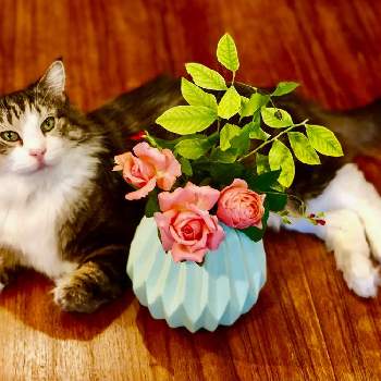 ねことバラの画像 by テレサさん | 部屋とねことバラとありがとう♡とギヨーのバラとアンソフィピックと花のある暮らしと薔薇♪と猫と暮らすとバルコニスト