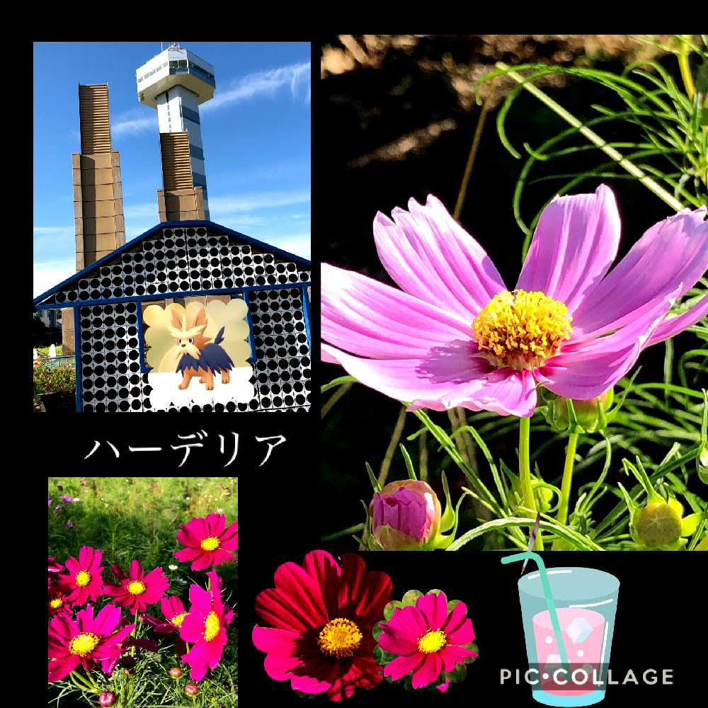 秋コスモスの投稿画像 By 世津ちゃんさん ポケモンgoと木曽三川公園センター 19月9月19日 Greensnap グリーンスナップ