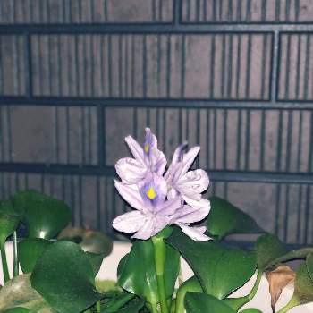 メダカちゃんの画像 by nogu37さん | ホテイアオイとメダカちゃんと植物大好きとメダカの水槽と緑のある暮らしとメダカと水草フォトコンと花に癒されましょう