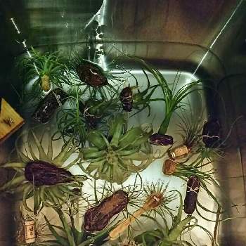 浴室の投稿画像一覧 Greensnap グリーンスナップ