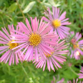 アスターの投稿画像一覧 Greensnap グリーンスナップ