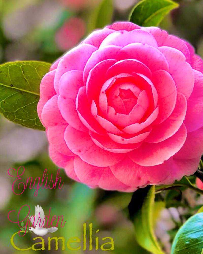 第3回 花談義 集まれ ピンク編 Greensnap グリーンスナップ