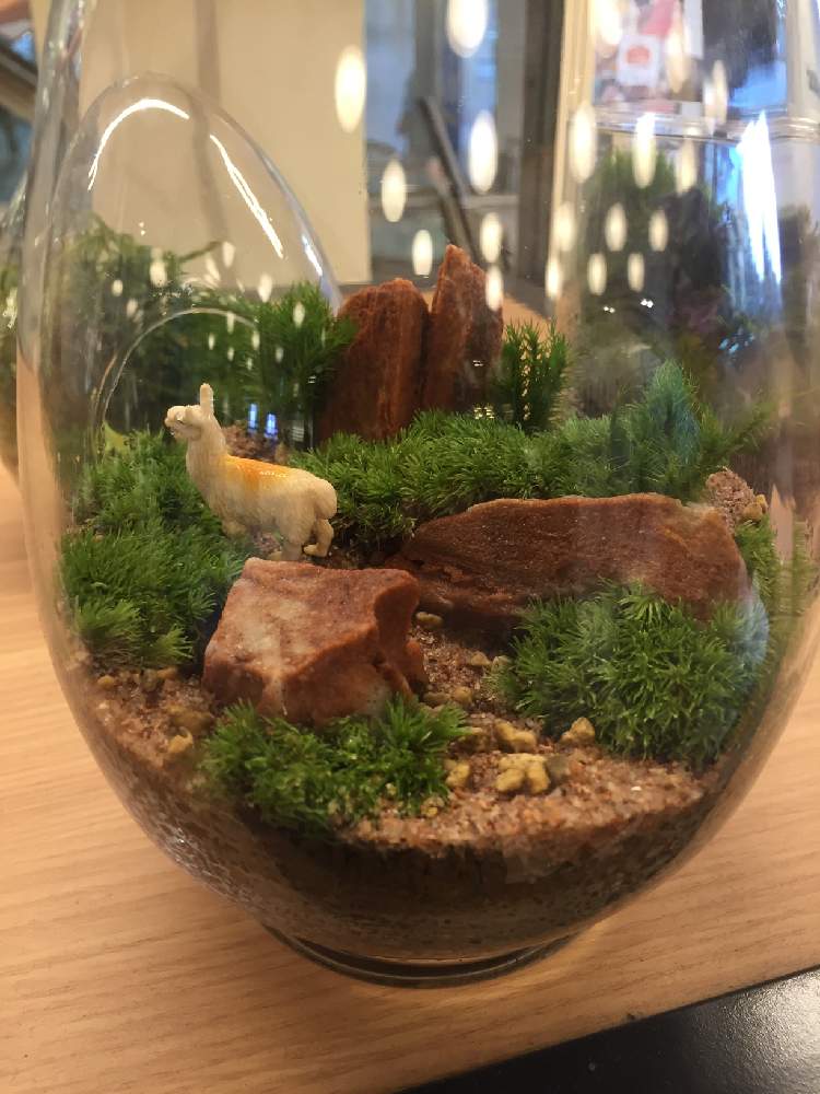 コケテラリウムの投稿画像 By れんこんさん 苔テラリウムと花のある暮らしと体験教室と苔 コケ 19月9月19日 Greensnap グリーンスナップ
