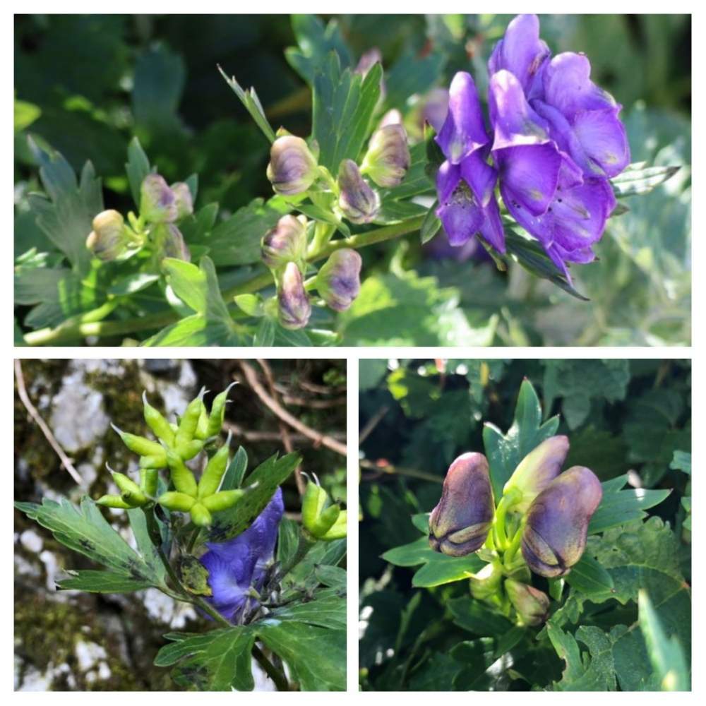 お出かけ先の投稿画像 By ゆりさん 伊吹山とトリカブト属と伊吹山とトリカブト属 19月9月日 Greensnap グリーンスナップ Greensnap グリーンスナップ