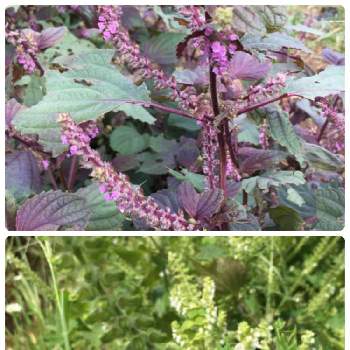 赤紫蘇の花芽の投稿画像一覧 Greensnap グリーンスナップ