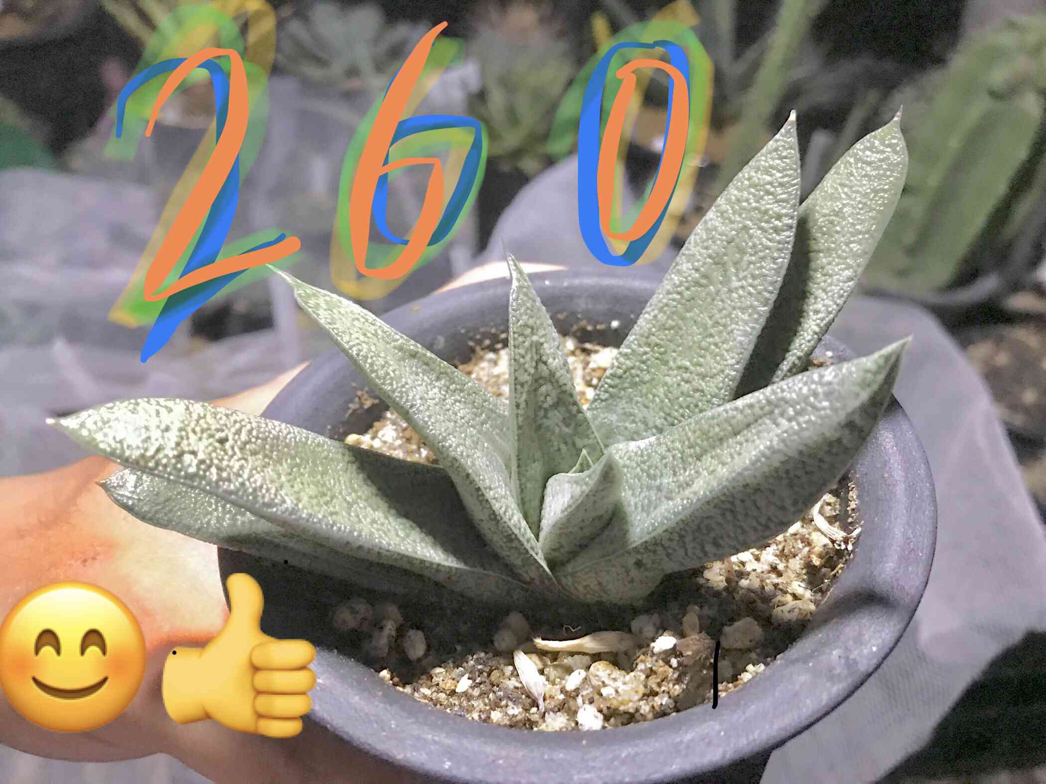 ガステリア参考写真 【公式通販】