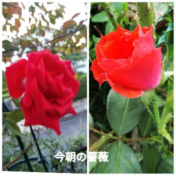 真っ赤の薔薇の画像 by メリーさん | 小さな庭と真っ赤の薔薇と小さい花壇と猫の額の花壇と狭い花壇と地植え