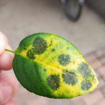 黒星病 黒点病 の投稿画像一覧 Greensnap グリーンスナップ