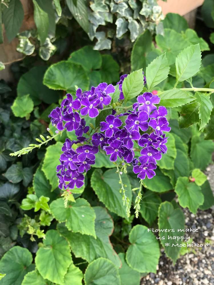 デュランタタカラヅカの投稿画像 By さくら餅子さん 花言葉とデュランタ と花のある暮らしと紫の花と秋の花と花も多肉も好き 19月9月日 Greensnap グリーンスナップ