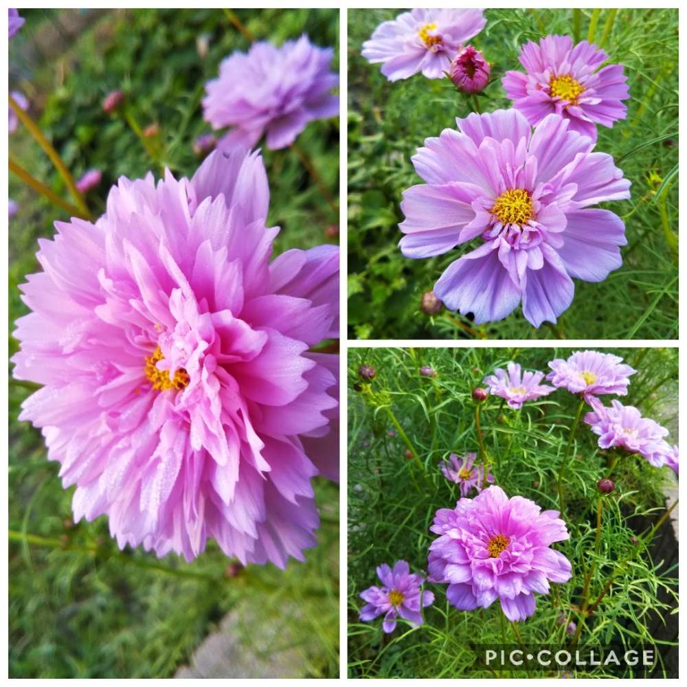 コスモスの投稿画像 By ゆこけんさん 八重咲きコスモス ダブルクリック とコスモスダブルクリックと花のある暮らしと種から育てる 19月9月日 Greensnap グリーンスナップ