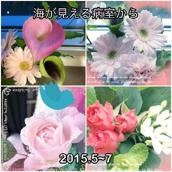 海の見える病室の投稿画像一覧 Greensnap グリーンスナップ