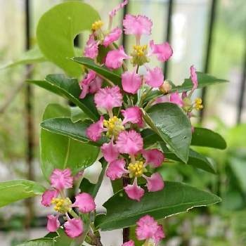 無料印刷可能アセロラ 花 言葉 すべての美しい花の画像