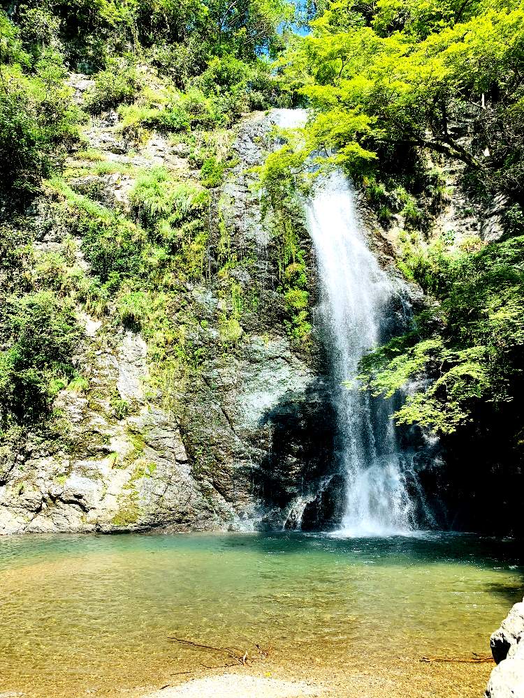 令和の水辺の投稿画像 By ポチ音さん 箕面市ともみじ と大自然と令和の風景と大阪とシダ植物と川コレと緑中毒と箕面の滝と令和の緑 19月9月日 Greensnap グリーンスナップ