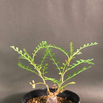 パキプス根ざしの投稿画像一覧 Greensnap グリーンスナップ