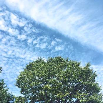 空を見上げる の投稿画像一覧 Greensnap グリーンスナップ 空を見上げる の投稿画像一覧 Greensnap グリーンスナップ