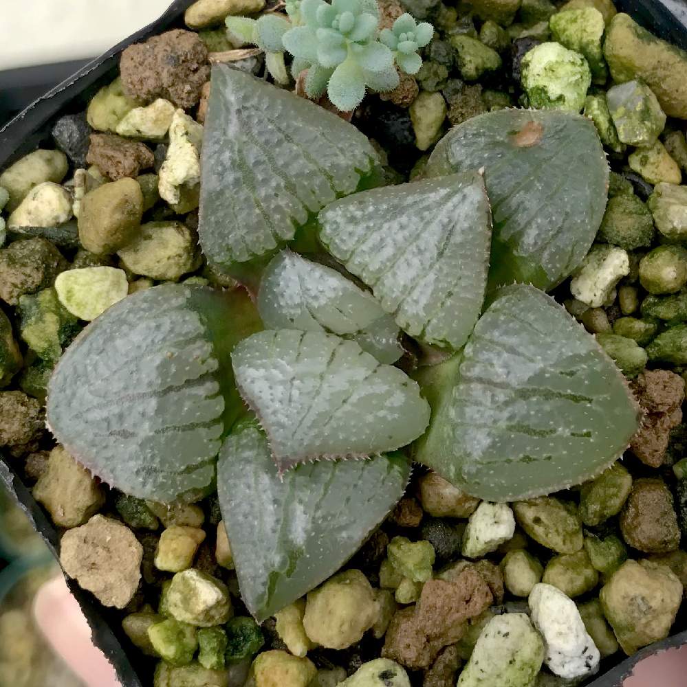 ハオルチア_カンタロープアイランド(大苗) Amazon.co.jp: * カンタロープアイランド大苗 *.ハオルシア