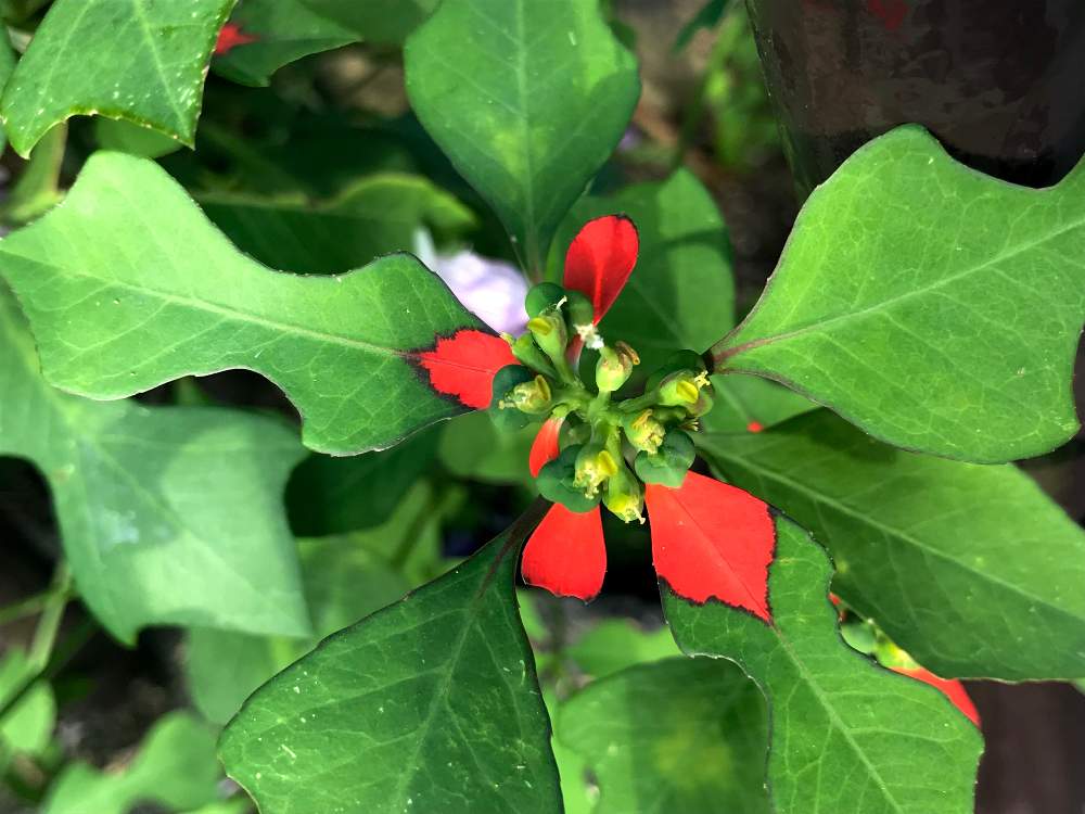 ショウジョウソウの投稿画像 By ぽんさん ショウジョウソウ サマーポインセチア 19月9月21日 Greensnap グリーンスナップ