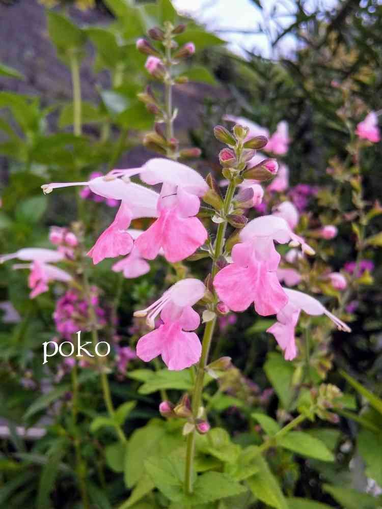 pokoさんの里山ガーデン（大花壇）への投稿