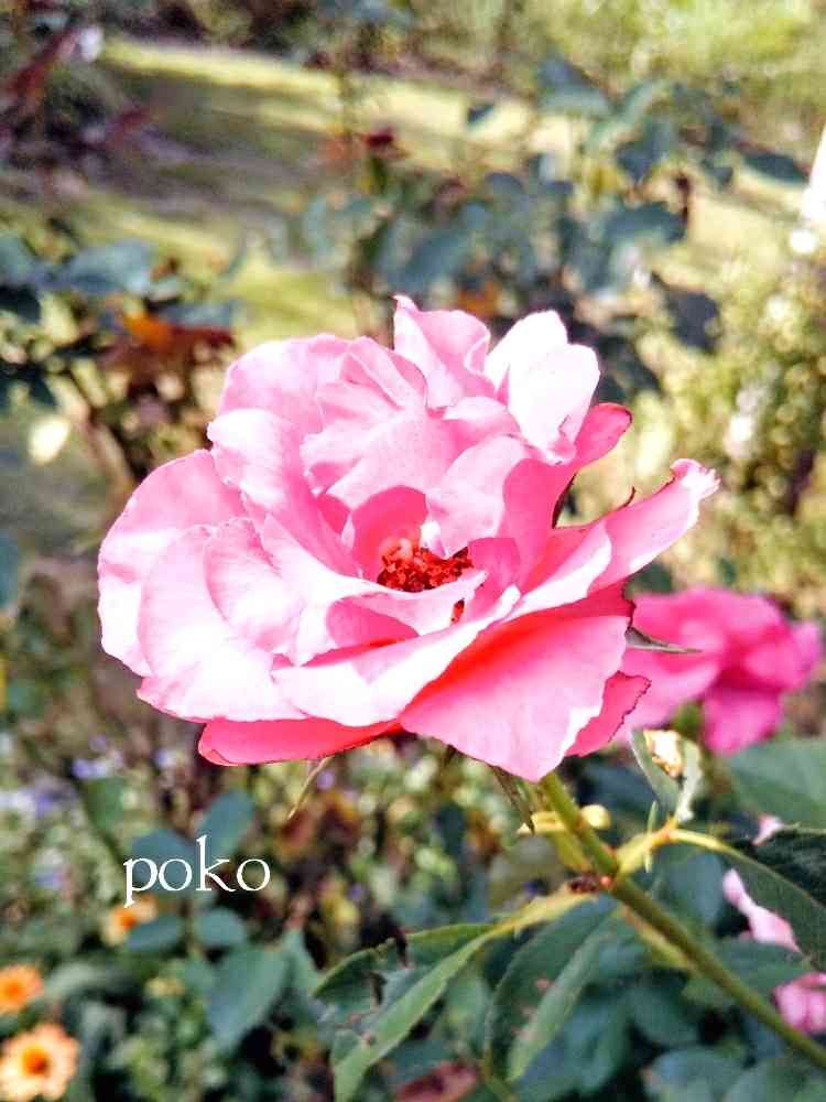 pokoさんの里山ガーデン（大花壇）への投稿