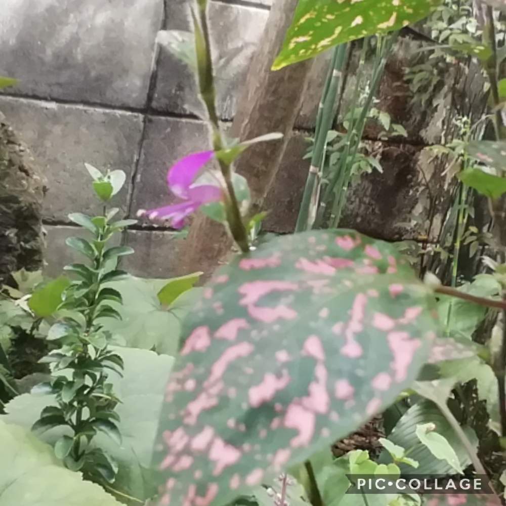 ヒポエステスの投稿画像 By Hochinさん 小さな花と花のある暮らしと赤紫の花と中庭 19月9月21日 Greensnap グリーンスナップ