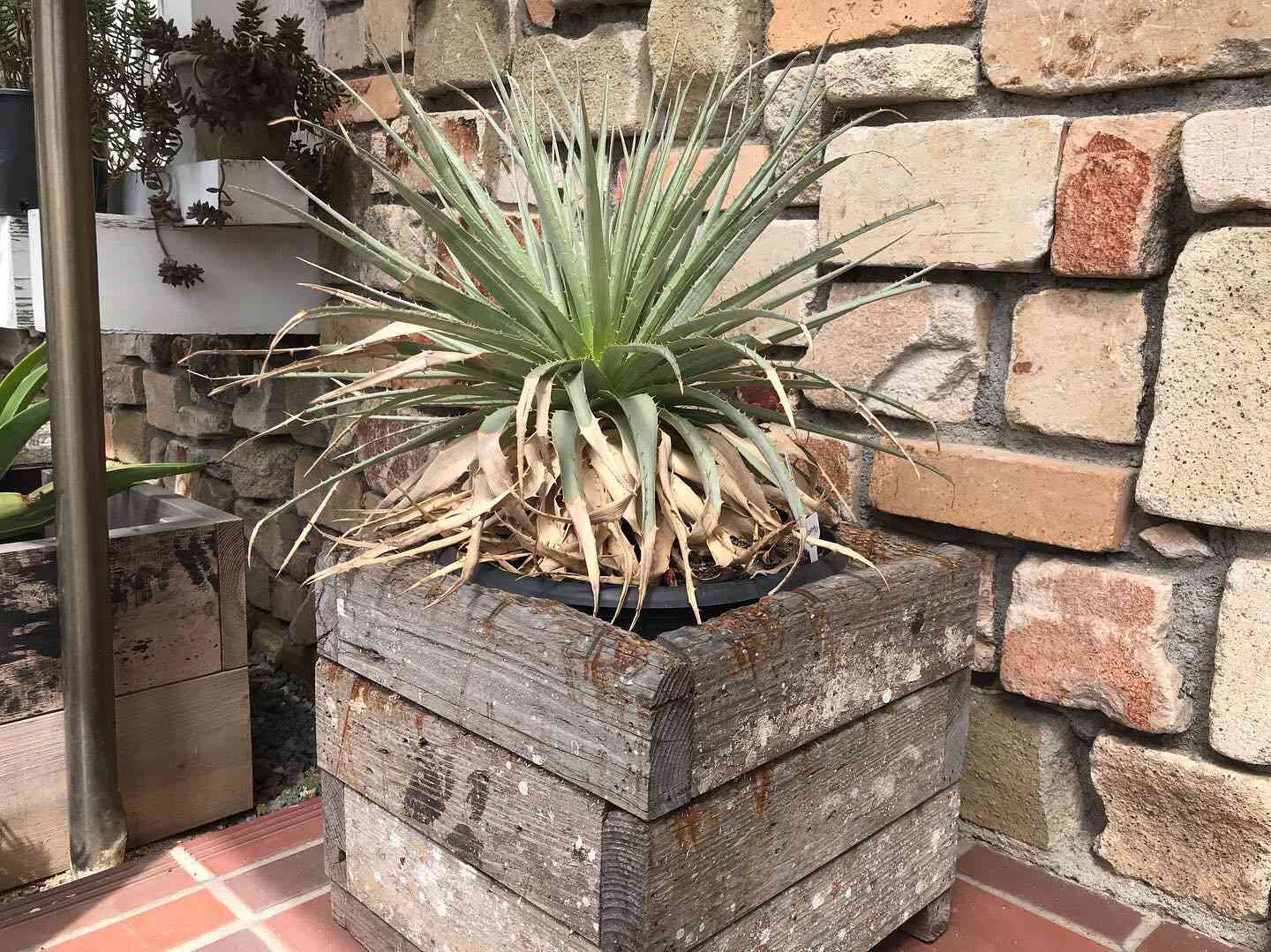 プヤ ベヌスタ A 5ヘッド プヤ ベヌスタ A 5ヘッド プヤ ベヌスタ A 5ヘッド