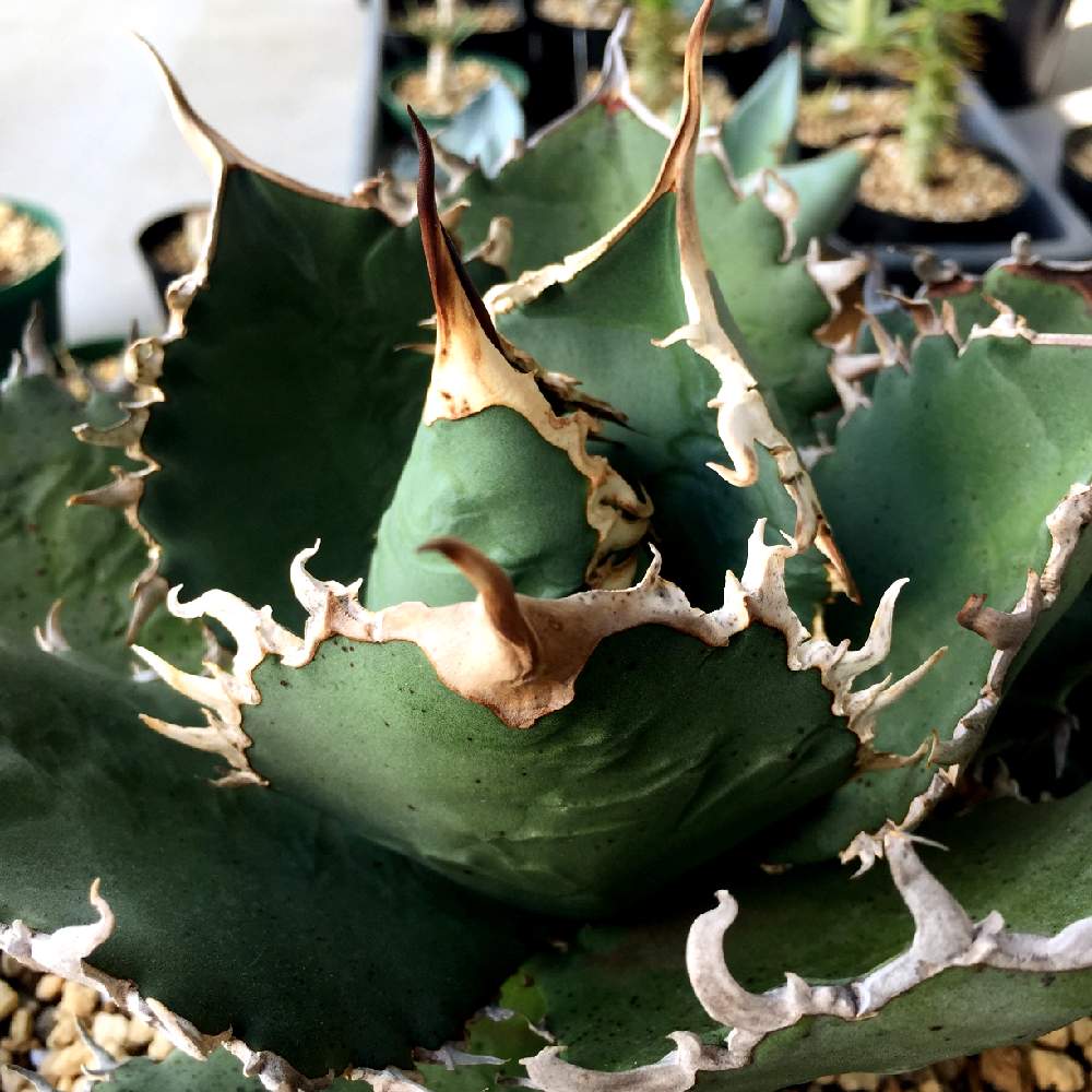 アガベ チタノタの投稿画像 By Limaコウベアガベ専門店さん 多肉植物とパキポディウム属と植物のある暮らしとベアルートとアガベ チタノタ と多肉女子と塊根植物とagaveとtitanotaと神戸とビザールプランツとアガベ属 19月9月21日 Greensnap グリーンスナップ