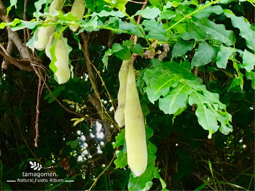 植物観察日記の投稿画像 By Tamagomen Nara 1964さん 温度23 と自然の模様と奈良市と奈良県と自然美と曇のち雨とiphone 6s Plusと藤棚と自然観察と藤の種子と百楽荘 奈良 19月9月21日 Greensnap グリーンスナップ