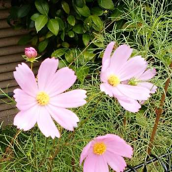 コスモスピンク色の投稿画像一覧 Greensnap グリーンスナップ