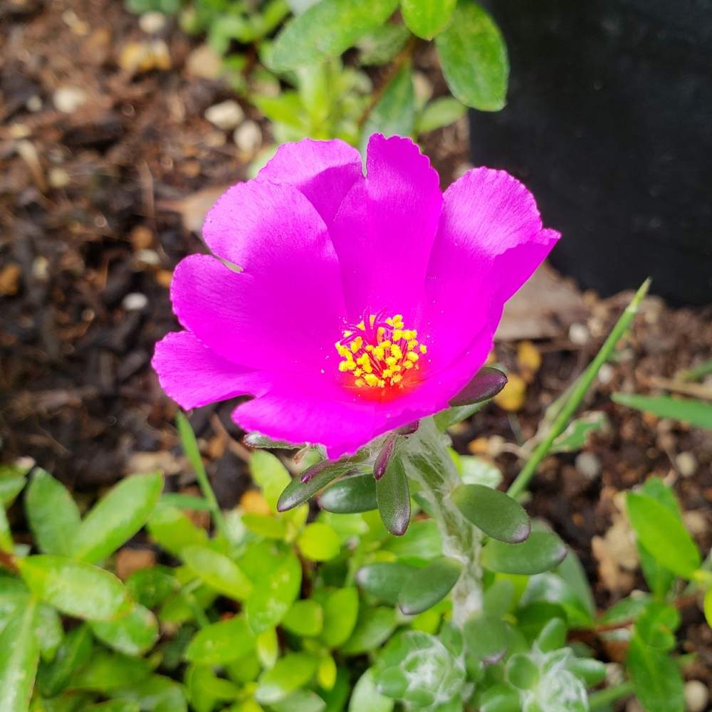 ポーチュラカリア ウェルデルマニーの投稿画像 By りっかさん ちいさいお花と庭パトと挿し芽っ子と咲きましたと花のある暮らし 19月9月21日 Greensnap グリーンスナップ