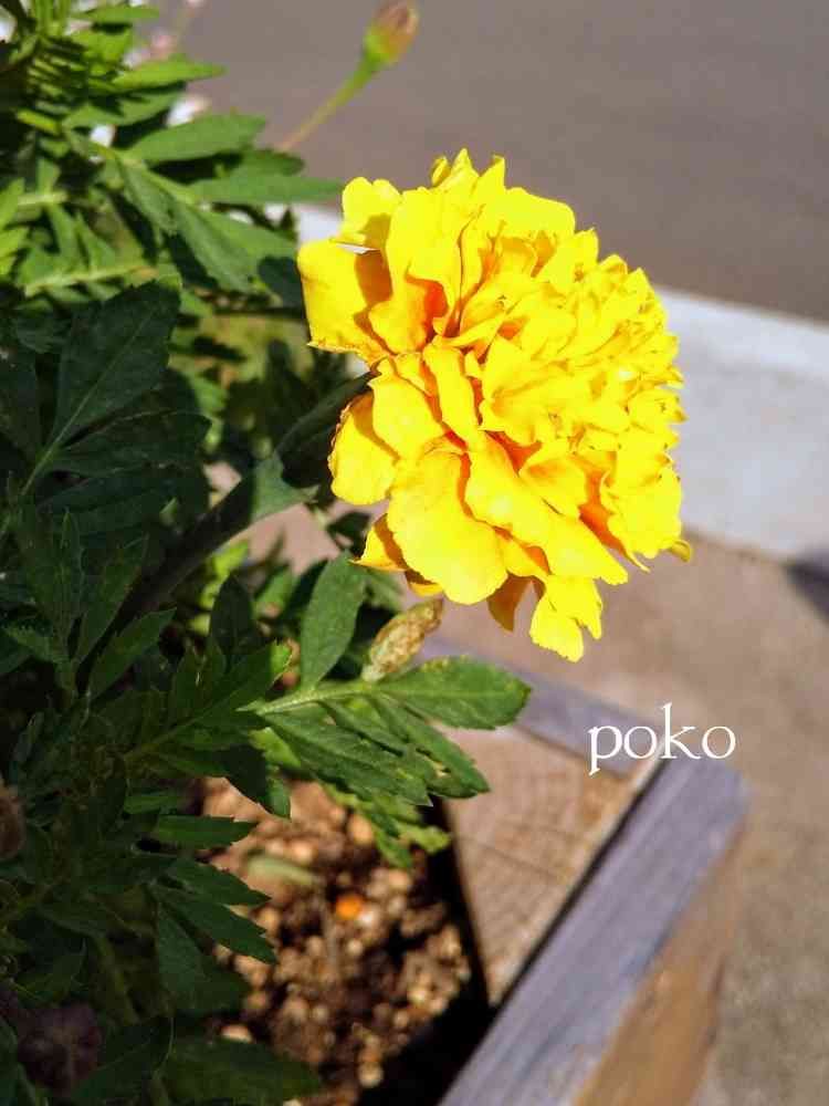 pokoさんの里山ガーデン（大花壇）への投稿