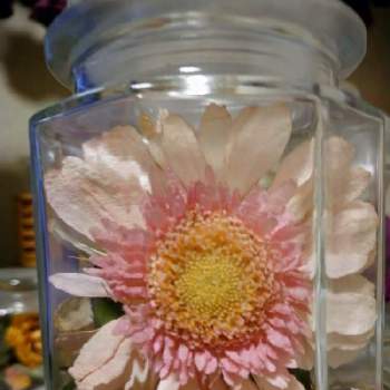 シリカゲルドライ♪の画像 by うさぎさん | インテリアとピンク色のお花♪とシリカゲルドライ♪と癒し系と花のある暮らしとガーベラさん♪
