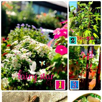 夏の花頑張れの画像 by イングリッシュガーデンさん | 小さな庭とアゲラタムとキャットテールとニチニチソウとローゼルとローゼルとニチニチソウ フェアリースターと自分弁当とLUMIXとかわいい♡とEG料理とGS映えと夏の植物と綺麗なお花とお庭の植物とLUMIX DMC－L10と夏の花頑張れと可愛いと花のある暮らしとかわいいな♡と色合いがキレイ