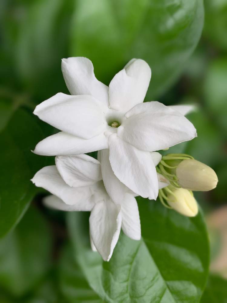 マツリカの投稿画像 By もす子さん 茉莉花とお気に入りとマイコレクションといい香りと花 のある暮らしと大好き と小さな庭とお気に入りとマイコレクションといい香りと花のある暮らしと大好き 19月9月22日 Greensnap グリーンスナップ Greensnap