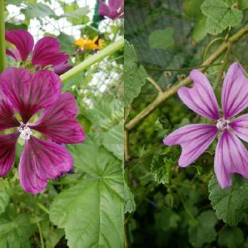 コモンマロウ モルチアナの一覧 Greensnap グリーンスナップ