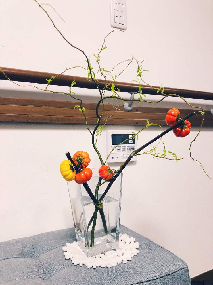 ソラナムパンプキンの投稿画像 By ユウさん 雲竜柳 ドラゴン柳 と花のある暮らしと部屋の中 19月9月22日 Greensnap グリーンスナップ