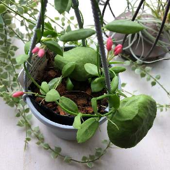 カンガルーポケット の投稿画像一覧 Greensnap グリーンスナップ