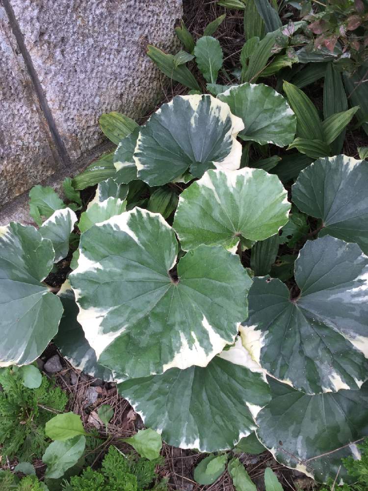 ツワブキの投稿画像 By んももさん ツワブキ 石蕗 と葉の美しさと半日陰と山野草と日陰と斑入り葉っぱとツワブキ 浮雲錦と浮雲錦と葉の美しさと半日陰と山野草と日陰と斑入り葉っぱ 19月9月22日 Greensnap グリーンスナップ Greensnap グリーンスナップ