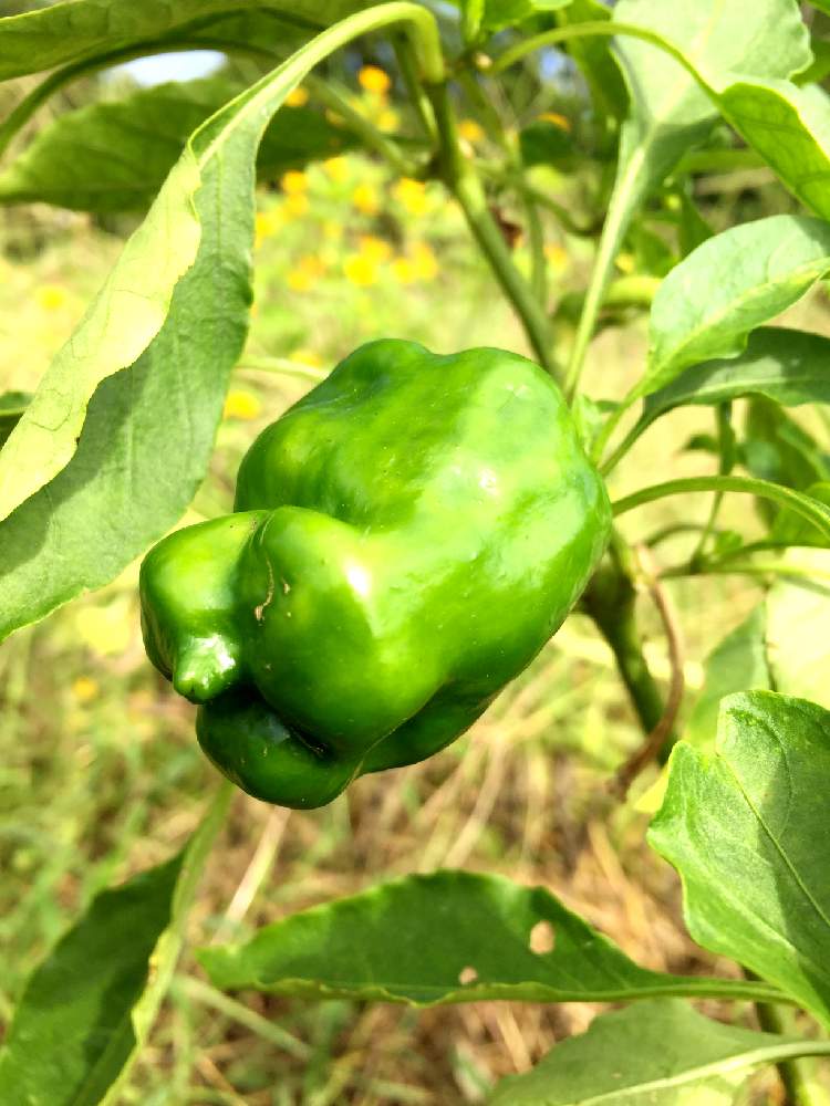 ピーマンの投稿画像 By 長靴おばさんさん 夏野菜 19月9月22日 Greensnap グリーンスナップ