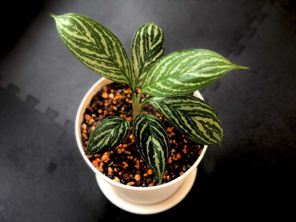 アグラオネマ ・ニティドゥーム・カーティシー｜🍀GreenSnap（グリーン