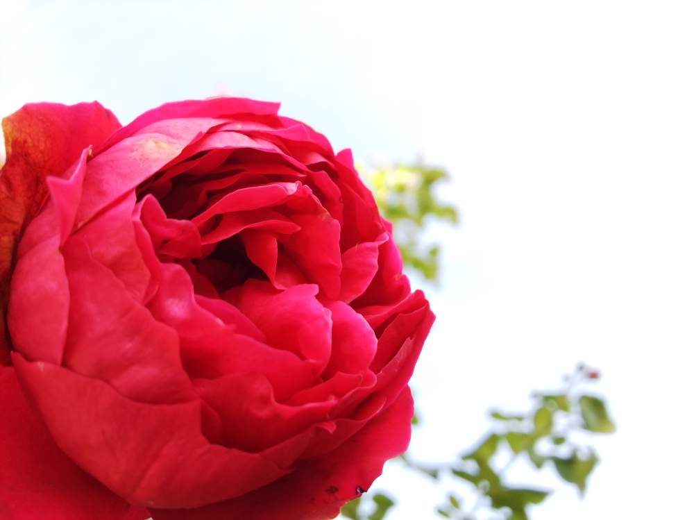 バラの庭の投稿画像 By ぽわわさん 手作りの庭と花のある暮らしとバラ ミニバラとバラを楽しむ 19月9月22日 Greensnap グリーンスナップ