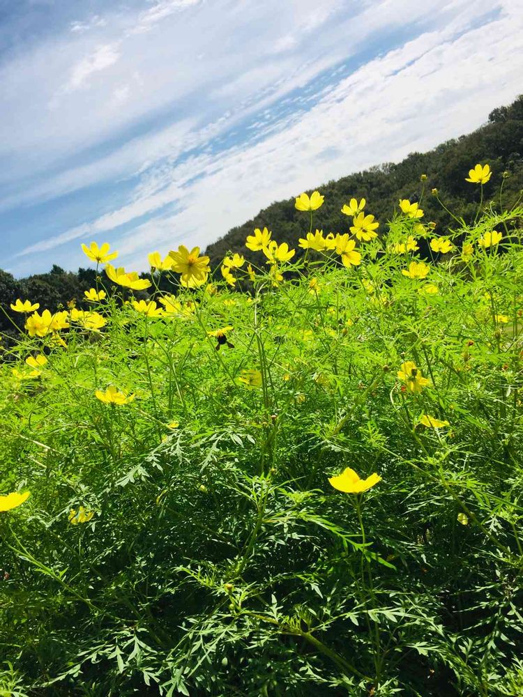 かずさんの里山ガーデン（大花壇）への投稿